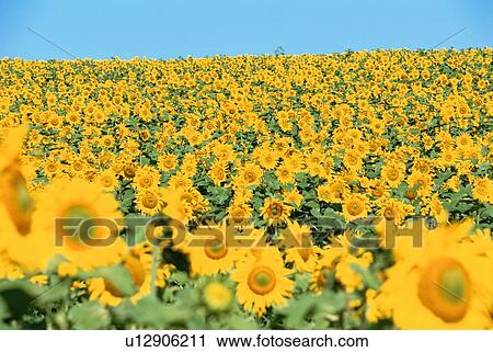 Sunflower Field View Large Photo Image Stock Image - Sunflower Field. Fotosearch