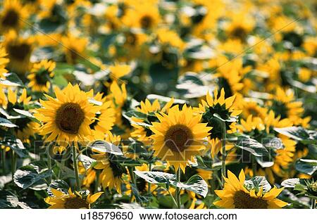 Stock Image - Sunflower Field. Fotosearch