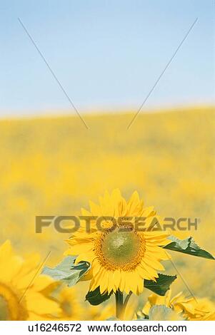 Sunflower In Field View Large Photo Image Stock Image - Sunflower In Field. Fotosearch