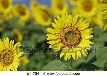 Sunflower View Large Photo Image Picture - Sunflower. Fotosearch