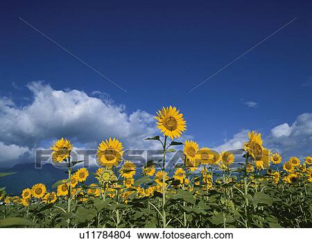 Picture - Sunflower. Fotosearch