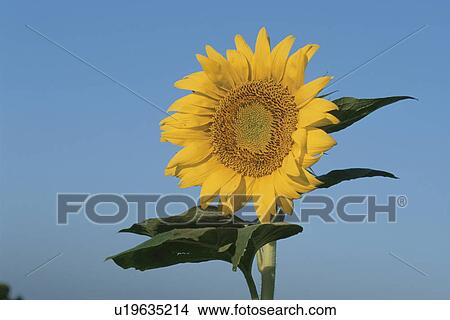 Sunflower View Large Photo Image Picture - Sunflower. Fotosearch