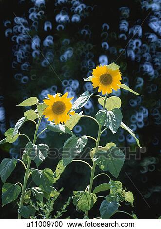 Stock Image - Sunflower. Fotosearch