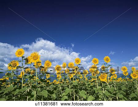 Stock Image - Sunflower. Fotosearch
