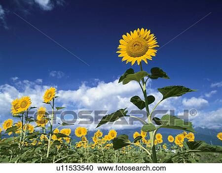 Stock Image - Sunflower. Fotosearch