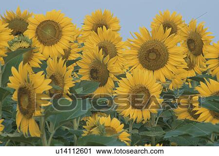 Stock Image - Sunflower. Fotosearch