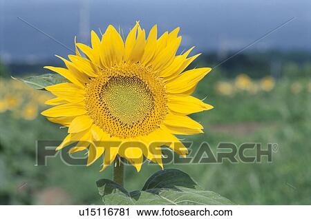 Stock Image - Sunflower. Fotosearch