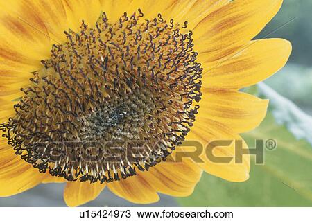 Stock Image - Sunflower. Fotosearch