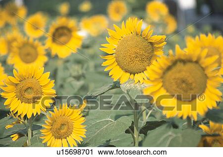 Sunflower View Large Photo Image Stock Image - Sunflower. Fotosearch
