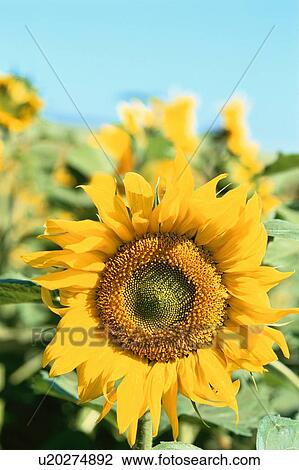 Sunflower View Large Photo Image Stock Image - Sunflower. Fotosearch