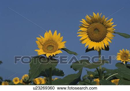 Sunflower View Large Photo Image Stock Image - Sunflower. Fotosearch