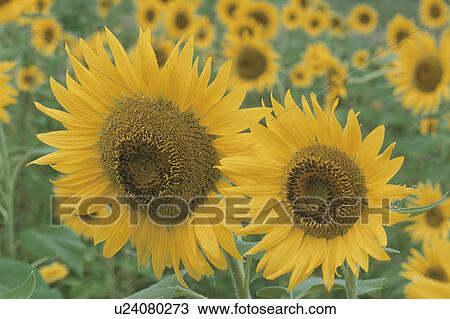 Stock Image - Sunflower. Fotosearch