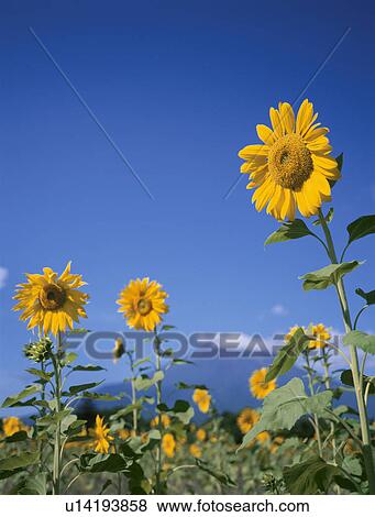 Sunflower View Large Photo Image Stock Photo - Sunflower. Fotosearch