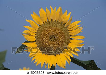 Sunflower View Large Photo Image Stock Photo - Sunflower. Fotosearch