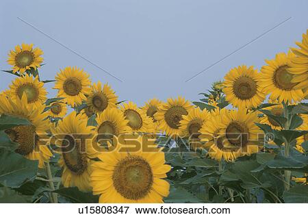 Stock Photo - Sunflower. Fotosearch