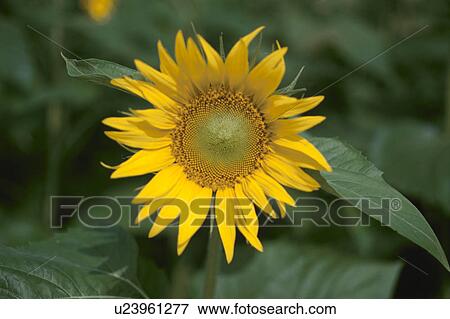 Sunflower View Large Photo Image Stock Photo - Sunflower. Fotosearch