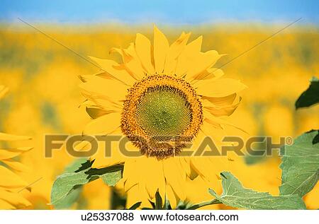 Stock Photo - Sunflower. Fotosearch