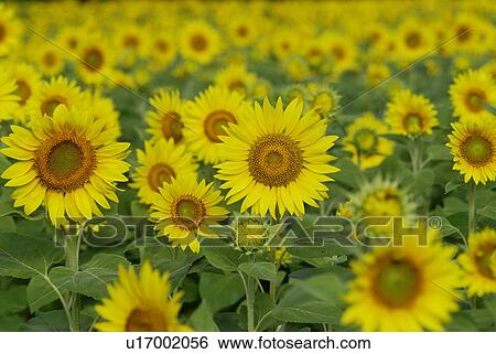 Sunflower View Large Photo Image Stock Photograph - Sunflower. Fotosearch