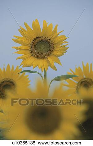 Stock Photography - Sunflower. Fotosearch