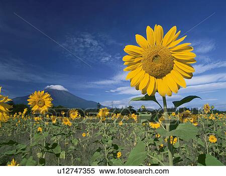 Stock Photography - Sunflower. Fotosearch