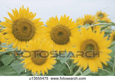 Sunflower View Large Photo Image Stock Photography - Sunflower. Fotosearch