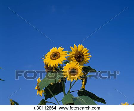 Picture - Sunflowers. Fotosearch