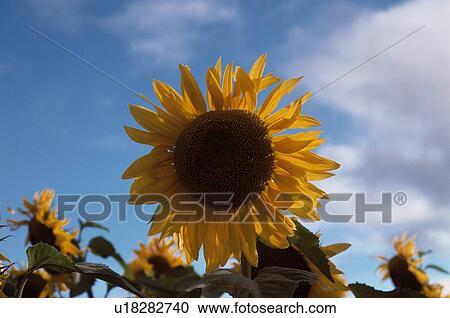 Stock Image - Sunflowers. Fotosearch