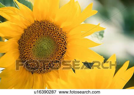 Stock Photo - Sunflowers. Fotosearch