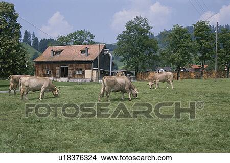 Picture - A Cow And A Hut In Netherlands. Fotosearch