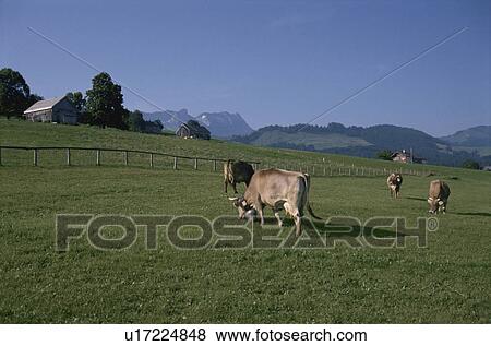 A Cow And Blue Sky In Netherlands View Large Photo Image Stock Photo - A Cow And Blue Sky In Netherlands. Fotosearch