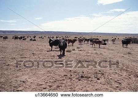 Stock Image - A Cow And The Sky In Spain. Fotosearch