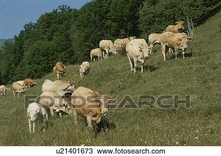 Stock Image - A Herd Of Cows. Fotosearch