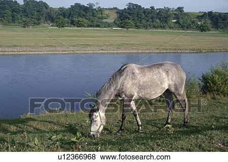 A Horse On The River Bank In Hokkaido View Large Photo Image Stock Photo - A Horse On The River Bank In Hokkaido. Fotosearch