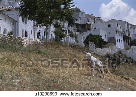 Stock Photo - An Animal And Rows Of Houses In Spain. Fotosearch