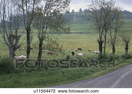 Cow Of An Alley And A Pasture In Germany View Large Photo Image Stock Image - Cow Of An Alley And A Pasture In Germany. Fotosearch
