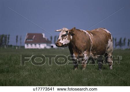 Cow View Large Photo Image Stock Image - Cow. Fotosearch