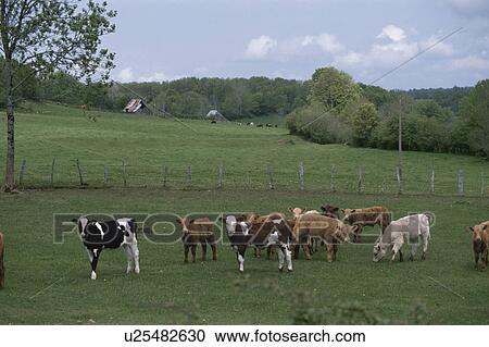 Cows In Netherlands View Large Photo Image Stock Image - Cows In Netherlands. Fotosearch