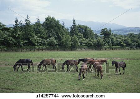 Horse In Hokkaido View Large Photo Image Picture - Horse In Hokkaido. Fotosearch