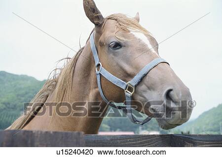 Stock Image - Horse. Fotosearch
