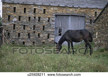 Horse View Large Photo Image Stock Image - Horse. Fotosearch
