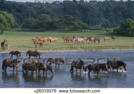 Stock Photo - Horses Bathe Themselves In A River In Hokkaido. Fotosearch