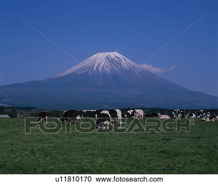 Mount Fuji Behind Cows View Large Photo Image Stock Image - Mount Fuji Behind Cows. Fotosearch