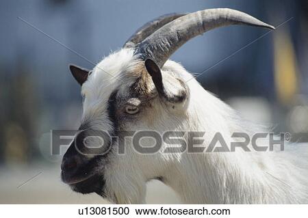 One Goat View Large Photo Image Stock Image - One Goat. Fotosearch
