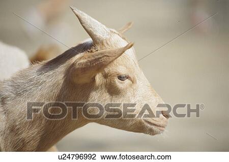 One Goat View Large Photo Image Stock Image - One Goat. Fotosearch