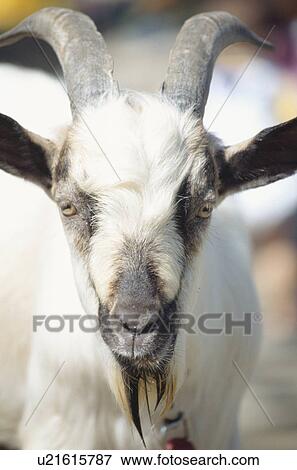 One Goat View Large Photo Image Stock Photo - One Goat. Fotosearch