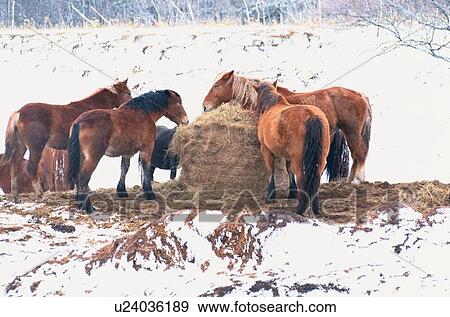 Stock Photo - Ponies Eating Hay In Winter. Fotosearch