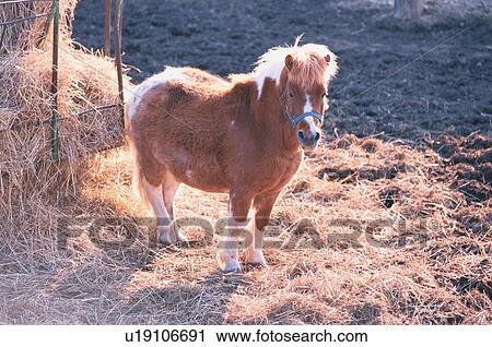 Stock Image - Pony Near Hay. Fotosearch