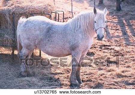 Stock Photography - Pony Near Hay. Fotosearch