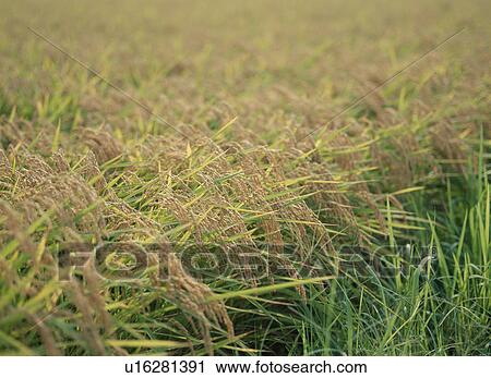 Stock Image - Rice Plants. Fotosearch