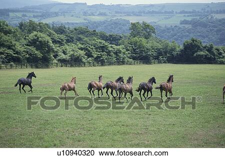 Stock Image - Running Horse In Hokkaido. Fotosearch